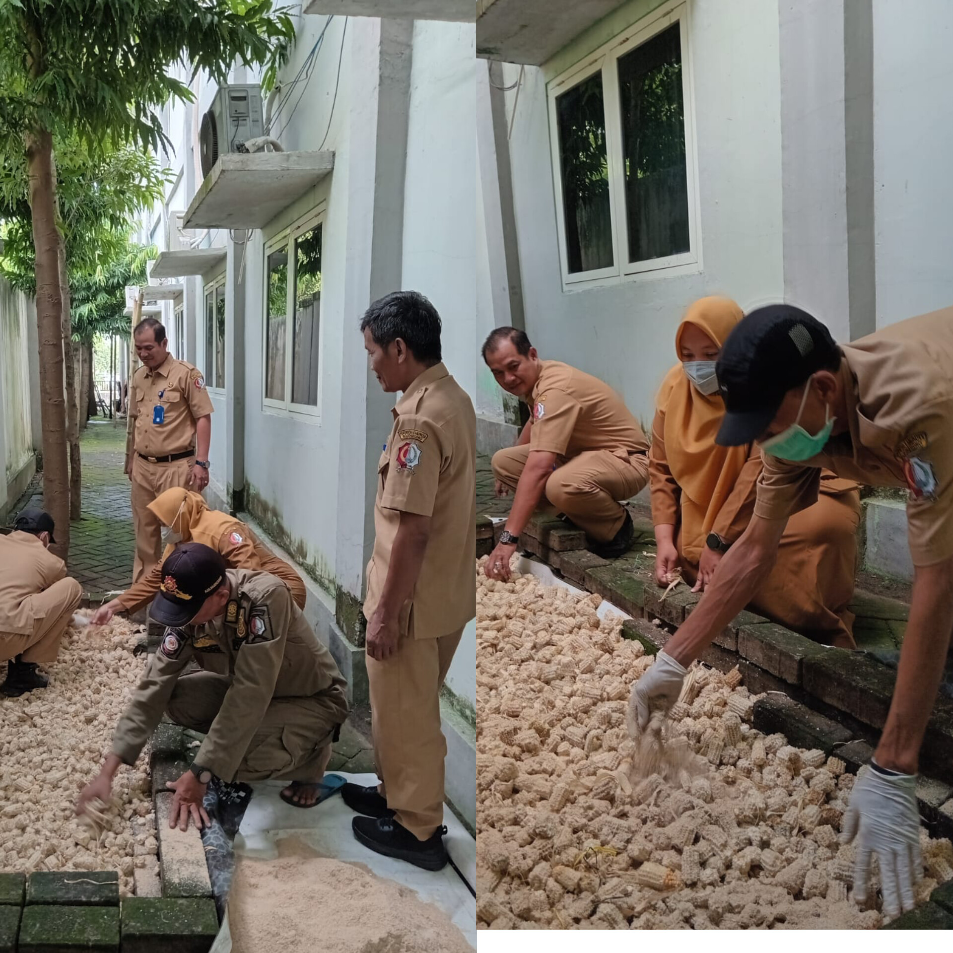 Dari Limbah Jadi Berkah: Inovasi Camat Dander Manfaatkan Bonggol Jagung Jadi Jamur Konsumsi