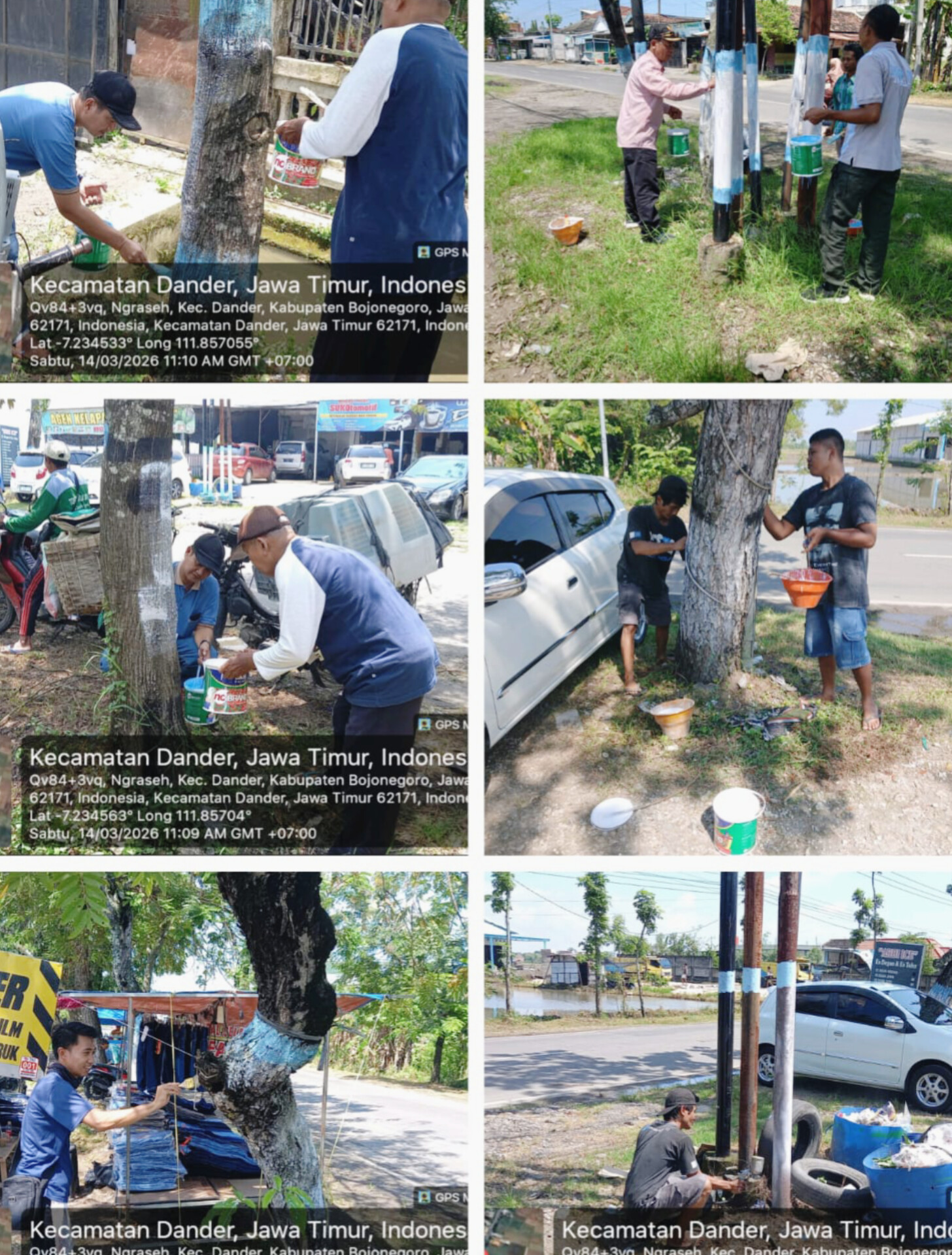 Pengecatan Pohon Putih Biru Ramadhan 2026